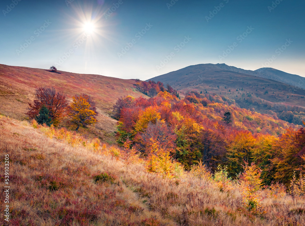 Vivid colors of forest and valley on Borzhava ridge, Ukraine, Europe. Stunning autumn scene of Carpathian mountains. Beauty of nature concept background.