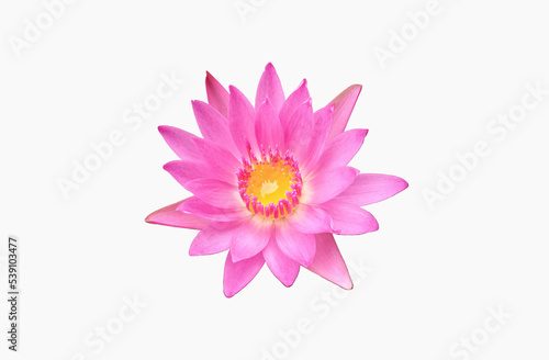 Closeup  Beautiful flower blossom blooming lotus with white pink petals isolated on white background for stock photo  summer flowers  floral for meditation  plants