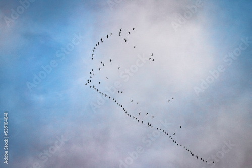 birds flying in formation