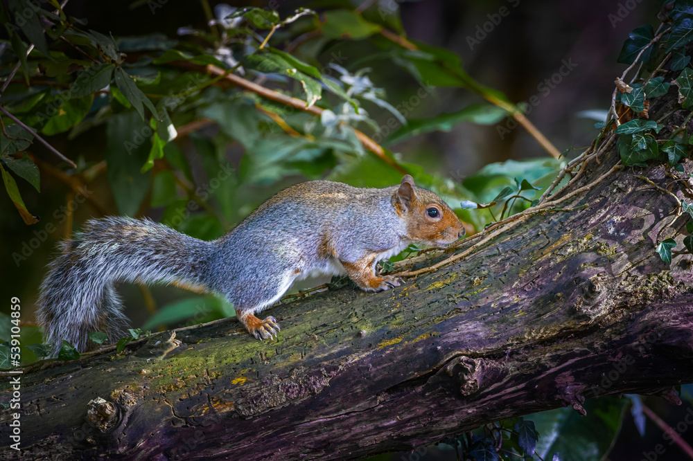 grey squirrel on a tree grey squirrel on a tree