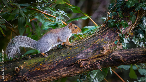 grey squirrel on a tree © Andrew