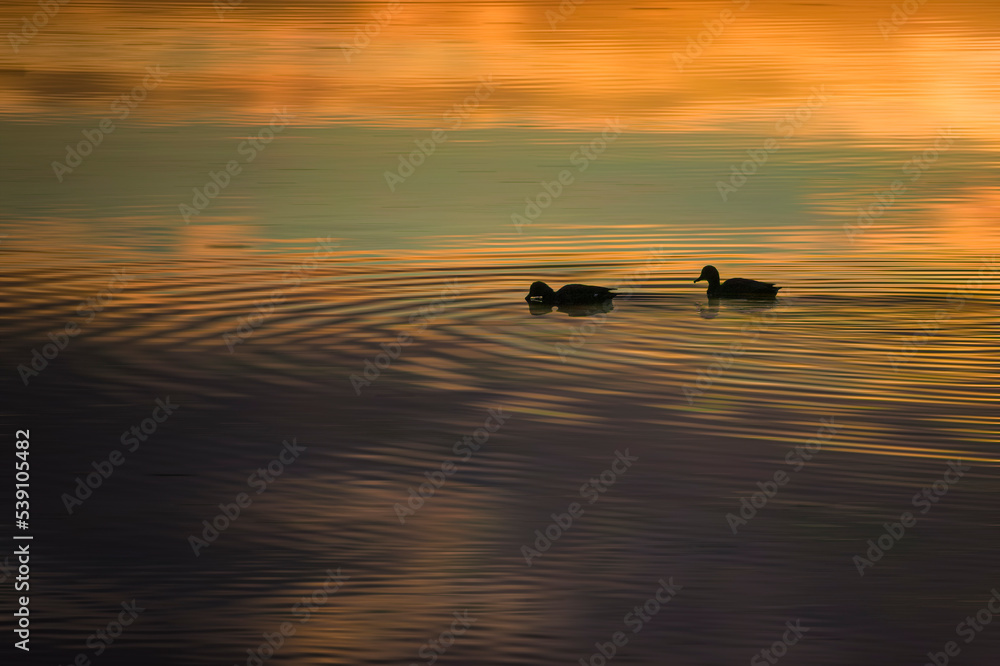 duck on the water with golden light
