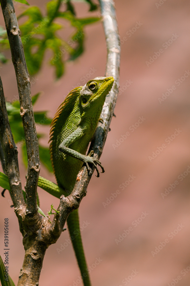 Maned Forest Lizard. Close up Green Lizard in the Branch (Bronchocela jubata) Maned Forest Lizard. Close up Green Lizard in the Branch (Bronchocela jubata)