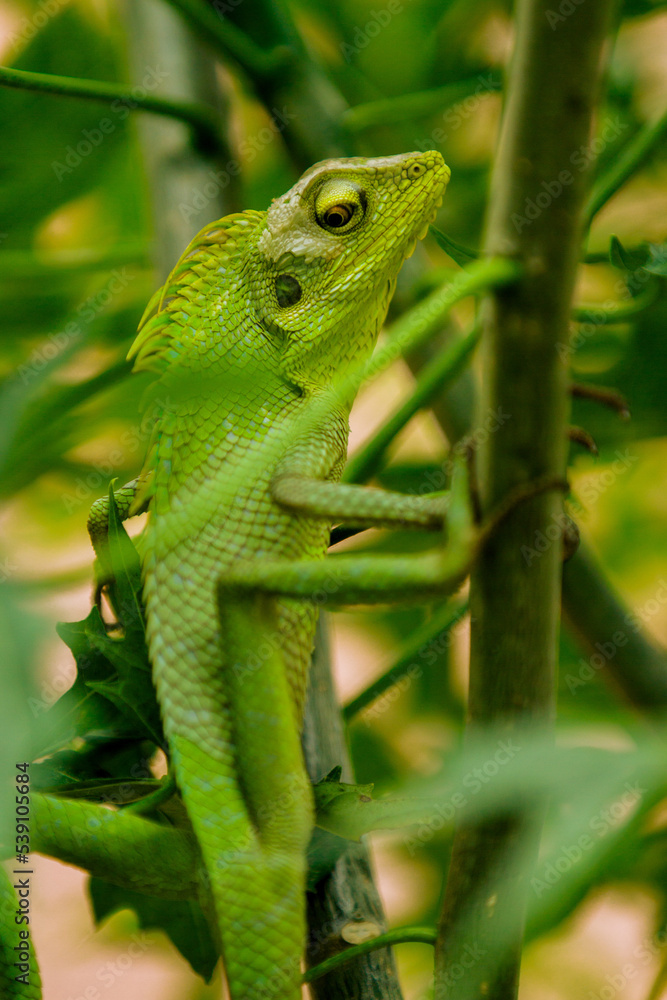 Maned Forest Lizard. Close up Green Lizard in the Branch (Bronchocela jubata) Maned Forest Lizard. Close up Green Lizard in the Branch (Bronchocela jubata)