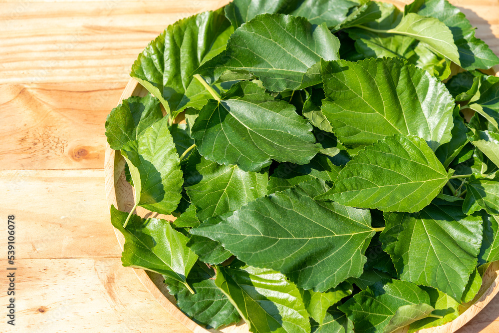 The leaves of mulberry on mulberry tree, Mulberry leaves food for silkworms raw materials for silk production. The leaves of mulberry on mulberry tree, Mulberry leaves food for silkworms raw materials for silk production.
