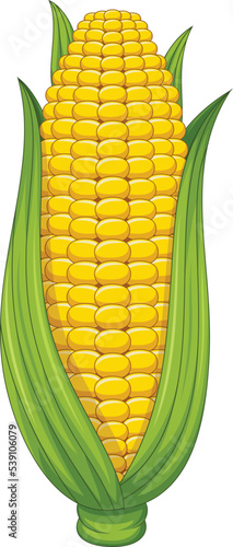 Sweet corn cob on white background