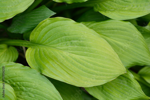 Plantain lily photo