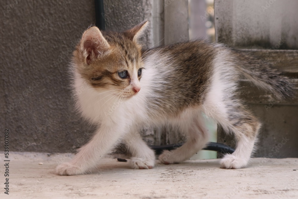 Small grey kitten in the garden