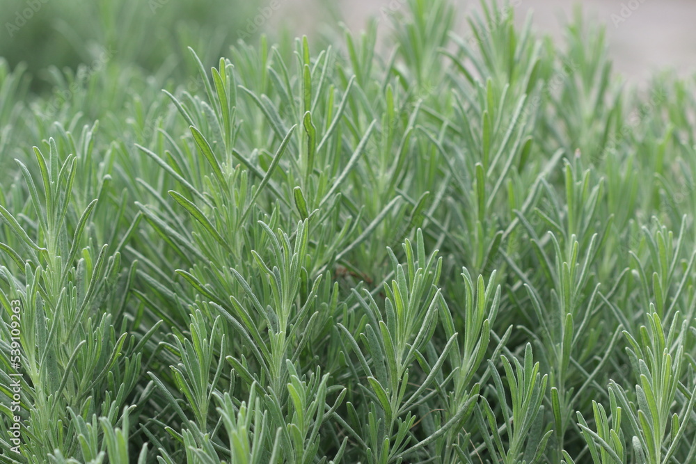 Lavandula angustifolia, formerly L. officinalis, is a flowering plant