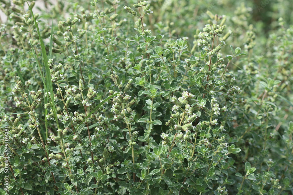 Origanum syriacum, also known as Majorana syriaca, Origanum maru, bible
