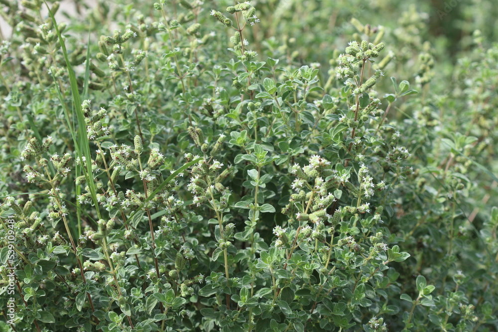 Origanum syriacum, also known as  Majorana syriaca, Origanum maru, bible hyssop, Biblical-hyssop, Lebanese oregano or Syrian oregano, is an aromatic perennial herb 