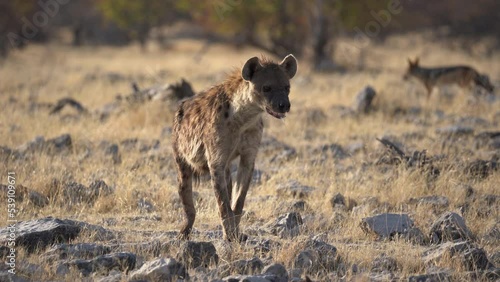  Spotted hyena looking around in the Etosha National Park in Namibia, Africa. photo