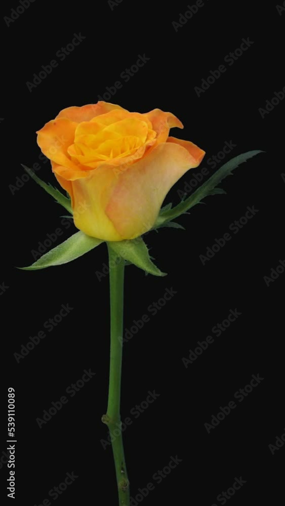 Time lapse of opening yellow-orange Lolita rose with ALPHA transparency channel isolated on black background, vertical orientation Time lapse of opening yellow-orange Lolita rose with ALPHA transparency channel isolated on black background, vertical orientation