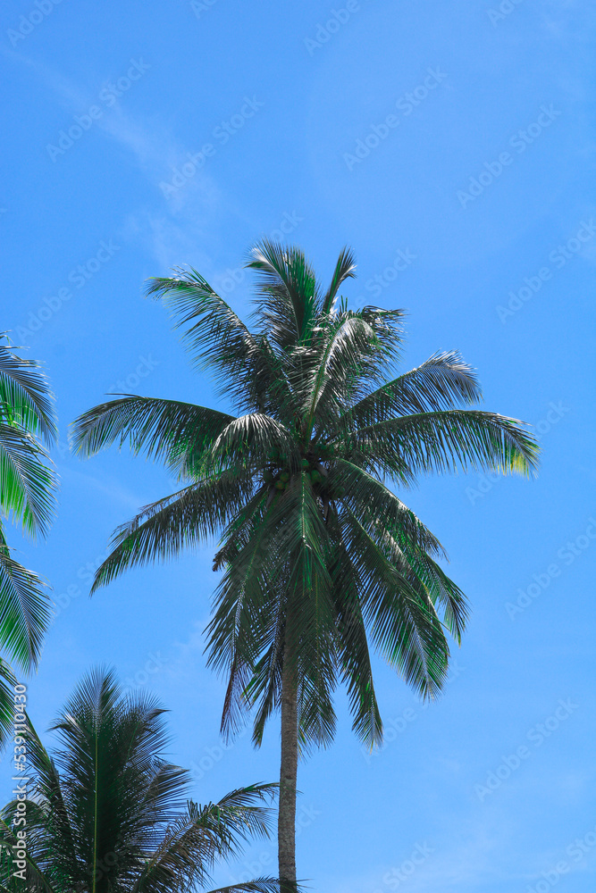 palm trees on blue sky background palm trees on blue sky background