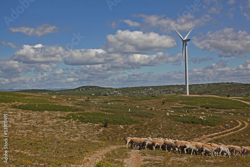 éolienne énergie verte troupeau brebis élevage écologie énergie renouvelable décarbonée vent élevage extensif nature causse calcaire Languedoc Occitanie éolienne Villeveyrac Hérault environnement 