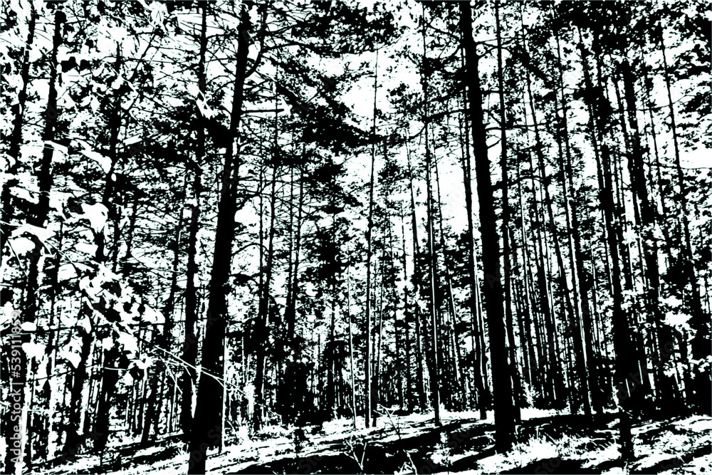 Grunge texture of an image of a pine forest. Black and white image of ...