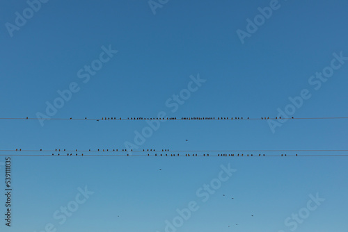 Flock of birds on electric wires