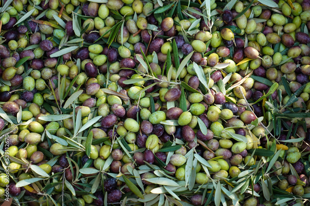 Olive harvest season, green and black fresh olives ready for olive oil extraction. Freshly harvested olives background. Olive harvest season, green and black fresh olives ready for olive oil extraction. Freshly harvested olives background.