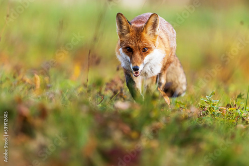 male red fox (Vulpes vulpes) detail of the animal in running position