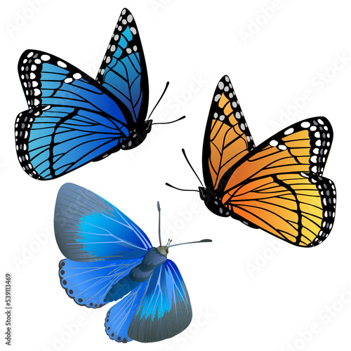 a set of butterflies of different colors, blue, orange, on a white background