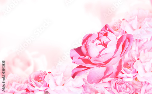Horizontal banner with roses of pink color on blurred background. Copy space for text. Mock up template