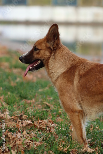 fair-haired corgi or fox-like dog in the park