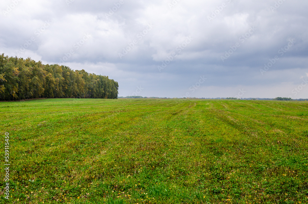 A field where grass is grown for hay in autumn. Pasture for animals. A field where grass is grown for hay in autumn. Pasture for animals.