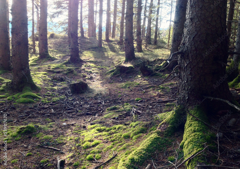 Fototapeta premium footpath in the woods