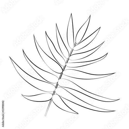 A twig of a plant and a flower with a thin line. Vector on a white background
