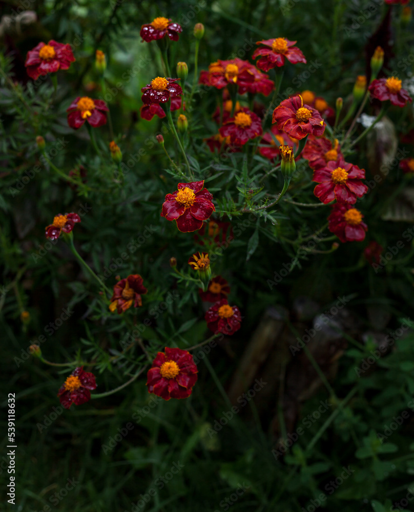Red flowers in the flower bed