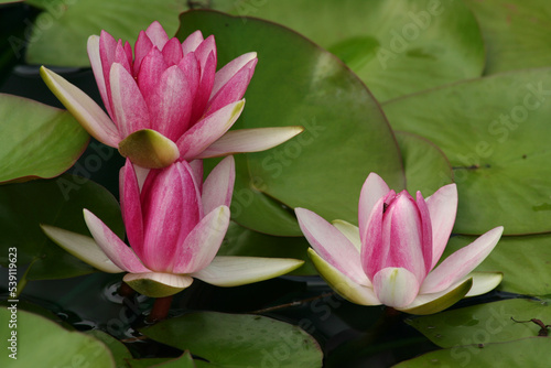 Close up of Three Pink Waterlilies with Green Pads in Indianapolis, IN