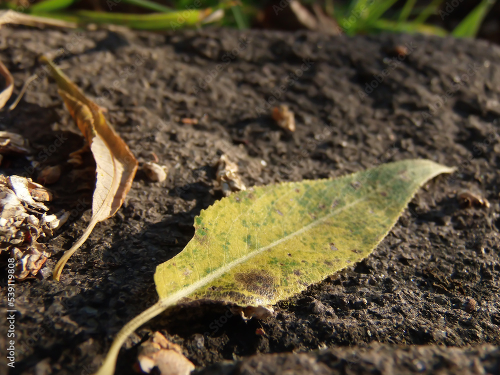 A nice autumn yellow leaf on the ground.
A nice autumn yellow leaf on the ground.