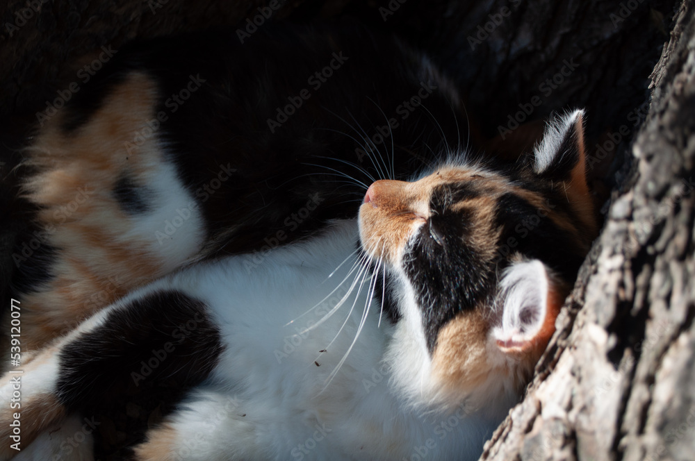 tricolor cat basking in the sun and sleeping under a tree tricolor cat basking in the sun and sleeping under a tree