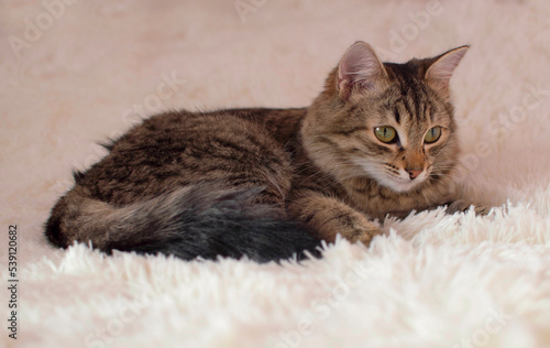 A gray tabby cat sleeping on a bed on a fluffy white plaid at home close-up. Panoramic view. Empty space for text.