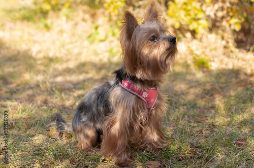 Yorkshire terrier in the autumn park. A beautiful dog. Beautiful light. The dog is twelve years old. Selective focus © Inna