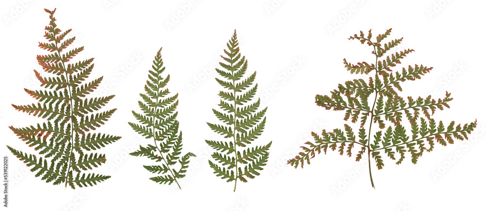 Fern (Brown-green) - High resolution isolated PNG Fern (Brown-green) - High resolution isolated PNG