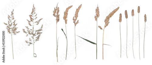 Corn (pressed) - High resolution isolated PNG