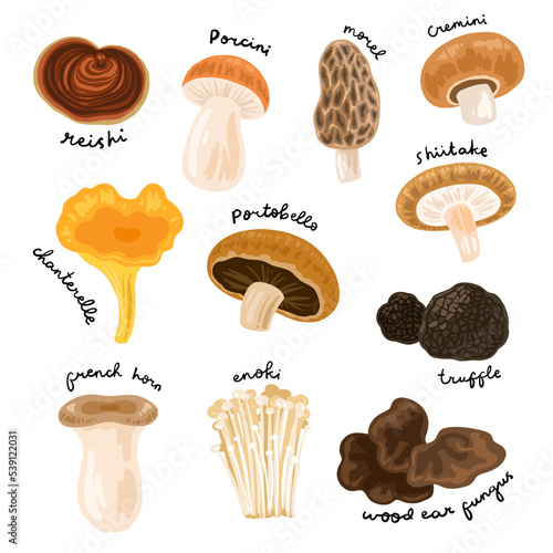 vector mushroom varieties clipart set