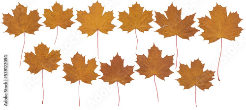 Maple leaves (Brown, autumn) - High resolution isolated PNG