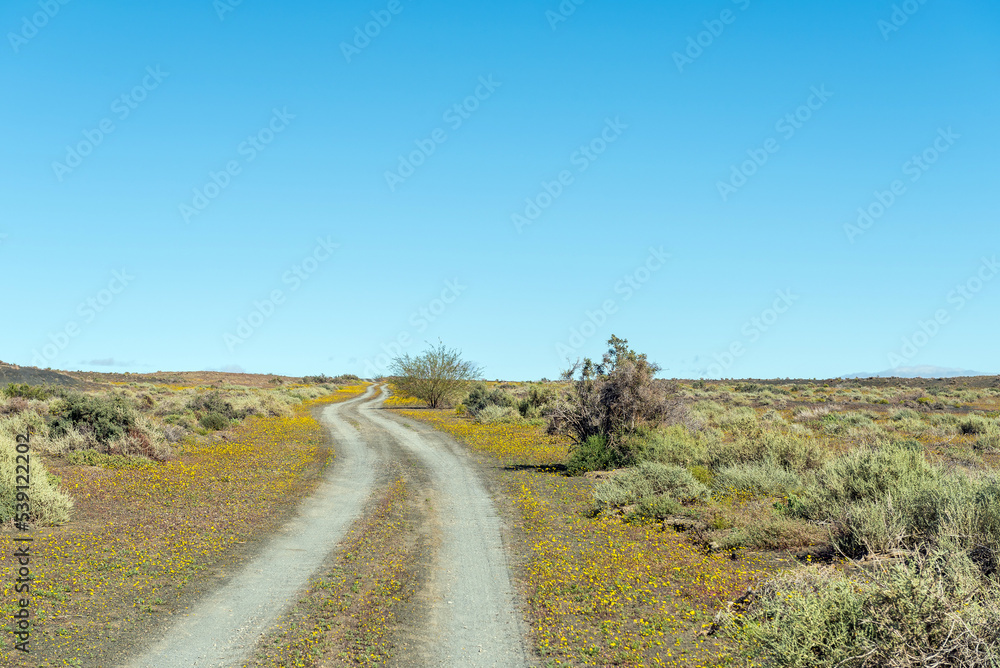 Flower landscape on road P2252 in Tankwa Karoo National Park