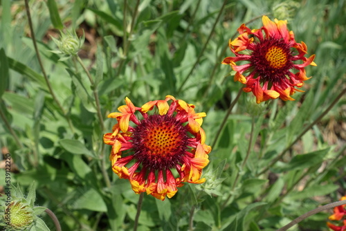 Pair of red and yellow pinwheel blooms of blanket flowers in mid June