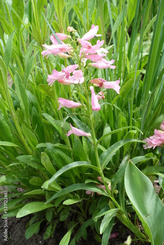 Light pink flowers of Penstemon in June photo