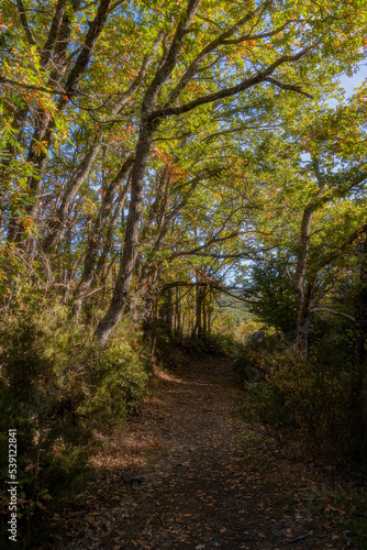Fototapeta Naklejka Na Ścianę i Meble -  beech forest in the beech forest of la tejera negra, autumn colours