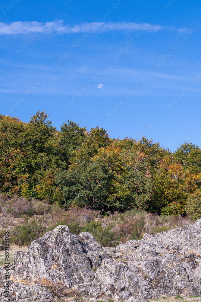 beech forest in the beech forest of la tejera negra, autumn colours