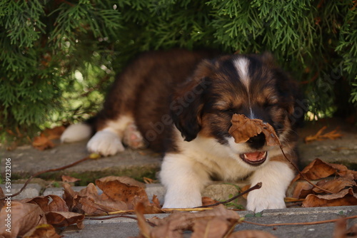 a small mixed breed dog plays with an autumn leaf in the yard