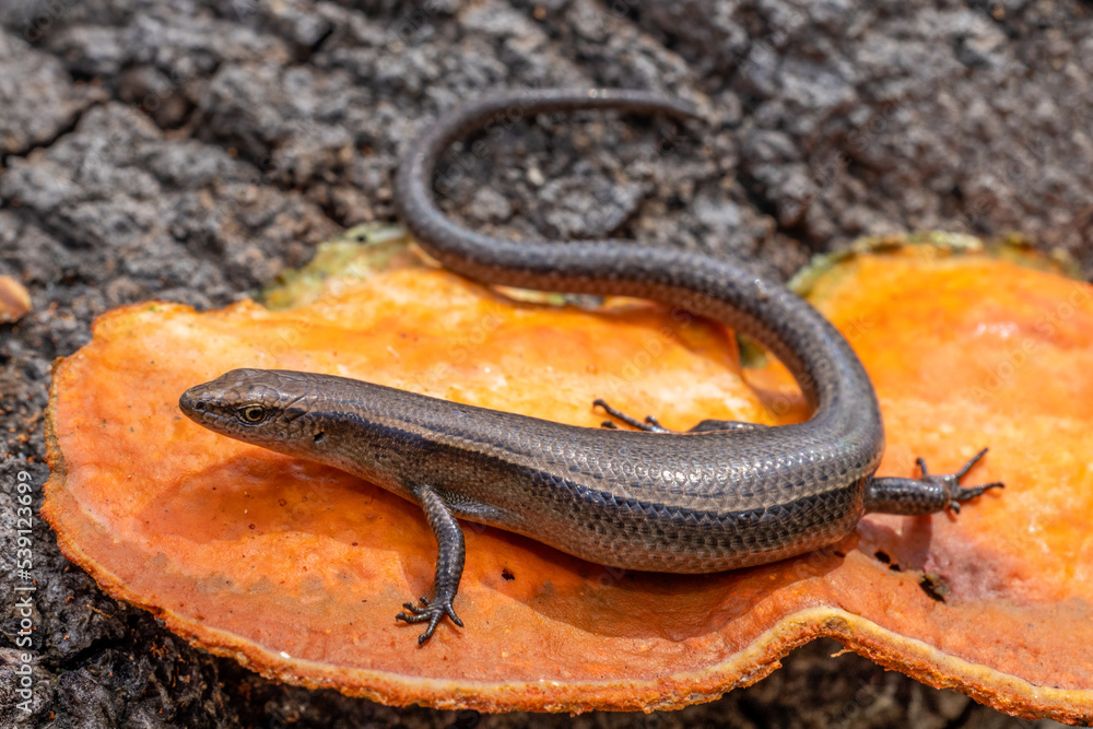 Delicate Grass Skink on red bracket fungi Delicate Grass Skink on red bracket fungi