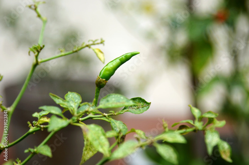 Chili plant in the garden