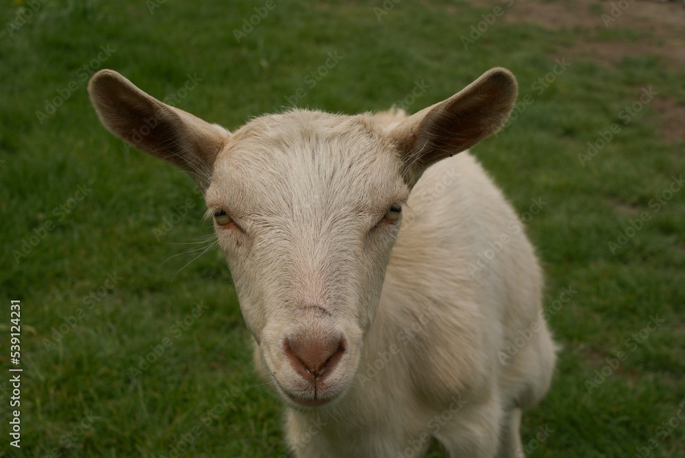Small goat with big ears watching to the lens of the camera Small goat with big ears watching to the lens of the camera