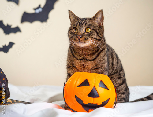 Portrait Striped cat with a pumpkin basket. Halloween holiday, funny animals. © Наталья Майшева