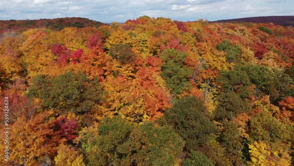 Drone flyover wild forest densely covered with beautiful autumn trees in various deciduous vegetations, capturing natural landscape of Algonquin Provincial Park, Muskoka Region, Ontario, Canada. Drone flyover wild forest densely covered with beautiful autumn trees in various deciduous vegetations, capturing natural landscape of Algonquin Provincial Park, Muskoka Region, Ontario, Canada.